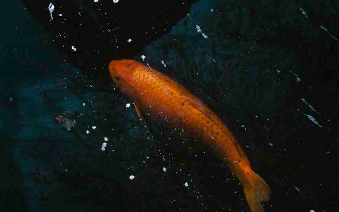 The Fishy Side of Prepping: Why Fish Antibiotics are a Prepper Essential