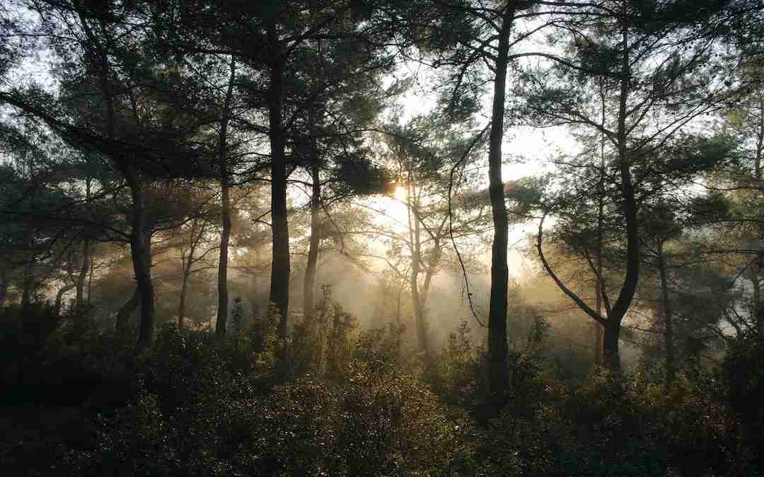 How to Survive in a Forest: Essential Tips and Techniques