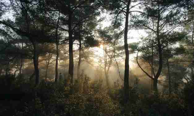 How to Survive in a Forest: Essential Tips and Techniques