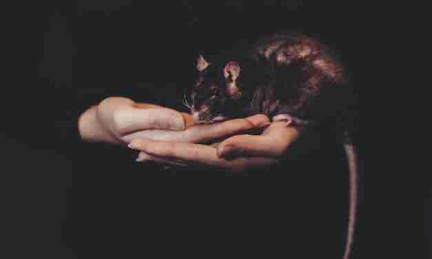 Survival Dilemma: Can You Eat Rats to Survive?